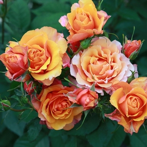 【永远的艾帕索月季】永远的艾帕索月季品牌,价格 - 阿里巴巴