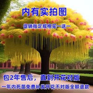 浓香型室内外庭院耐寒风景树树苗大花木本垂丝兰驱蚊虫植物旺宅花