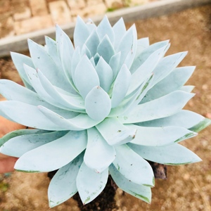 象牙莲多肉植物进口稀有品种特价促销全场满68包邮阳台办公桌景天