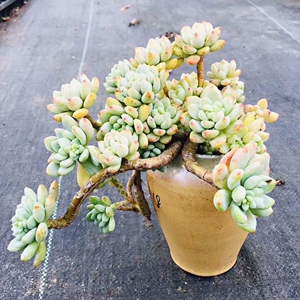 凝脂莲老桩群生一物一拍多肉植物特价冲销量满68包邮