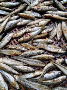 湖北随州广水土特产小麻鱼地方特色菜水产干货镇店之宝