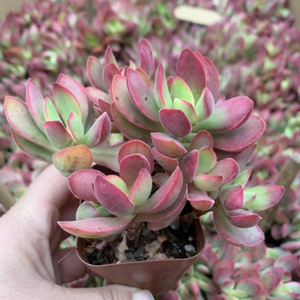 500人付款淘宝朝霞锦多肉植物控养小老桩一物一拍生姜真难吃2.