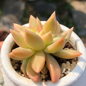 多肉植物黄金表丽娜小缀化多头群多肉美晨特价花卉绿植盆栽新手