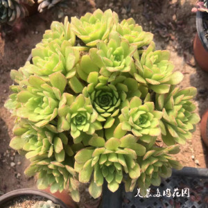 多肉植物冰羽门客法师绿茶法师群生多头花卉绿植庭院阳台可爱萌物