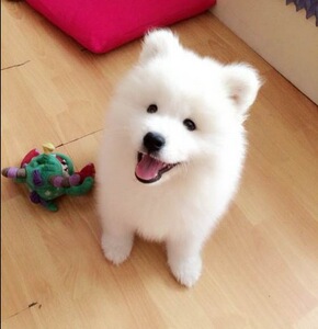 纯种萨摩耶幼犬活体微笑天使萨摩耶雪橇犬熊版双眼皮萨摩耶宠物狗