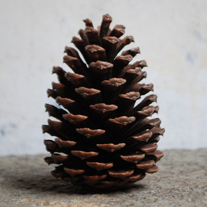 天台山松树球原生态天然装饰摆件自然风摄影道具松球松塔干花松果