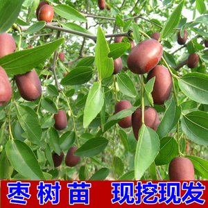 果树苗新疆大枣树苗 骏枣树苗 大红甜枣 骏枣苗当年结果包邮