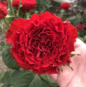 老花痴 初夜 切花红舞裙月季花苗绿植花卉玫瑰阳台庭院盆栽地栽