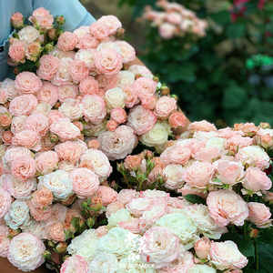 老花痴 粉色唐小姐 耐热月季花苗绿植花卉玫瑰阳台庭院盆栽地栽