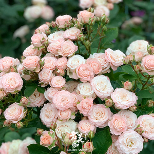 老花痴 粉色唐小姐 耐热月季花苗绿植花卉玫瑰阳台庭院盆栽地栽
