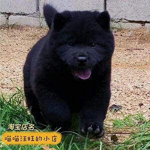 纯种广西土猎犬五黑狗虎斑犬中华田园犬活体大头小耳狗狗看家护院