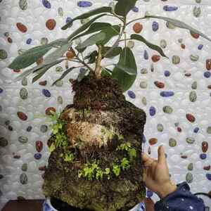 吸水石绿色植物大叶榕树 天然上水石原石钟乳石盆景 高山榕造型石