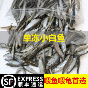 冷冻小鱼喂鱼饲料鱼龙鱼鱼食单冻新鲜小白条鱼龙鱼鱼食泥鳅河虾