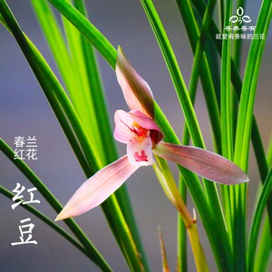 春兰红花系列红豆吴凤细叶名贵稀有浓香翁源兰花室内盆栽植物品种