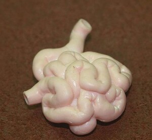 模型玩具s 人体内脏 小肠