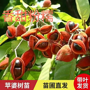 正宗真萍婆凤眼果小袋苗百子千孙禄旺苗九层皮苗富贵子苗地栽植物