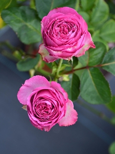 灌木欧月薰衣草蕾丝月季花苗大花月季花卉四季扦插中苗