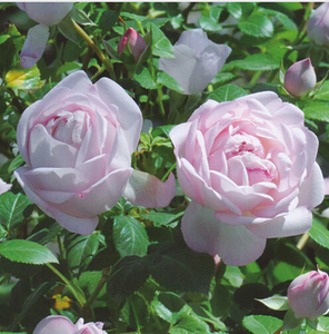 丰花月季初宴月季花四季小苗优质品种四季阳台花卉绿植苗