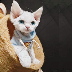 纯种德文卷毛猫活体幼猫纯白蓝眼帝王猫赛级家养不掉毛短毛宠物猫