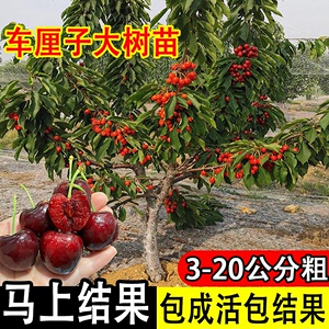 正宗车厘子树苗大樱桃树苖南方北方种植盆栽地栽庭院嫁接果树果苗