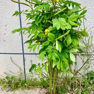 780人付款淘宝凤仙花籽花苗指甲花染指甲草种籽花种子易活四季盆栽