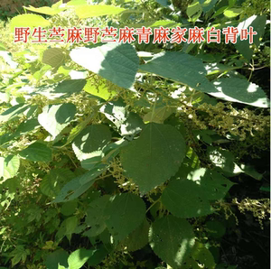 【白麻叶野生】白麻叶野生品牌,价格 - 阿里巴巴