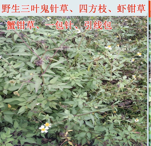 鬼针草野生四方枝草