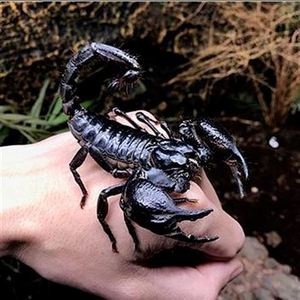 包邮东亚钳蝎活体宠物蝎子假帝王蝎非洲蝎雨林蝎黑肥尾蝎黑粗尾蝎