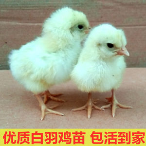 白羽鸡活体包邮 鸡活体白鸡公鸡小鸡鸡仔雏
