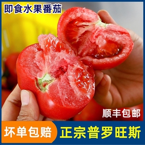 陕西泾阳新鲜普罗旺斯水果西红柿沙瓤自然熟正宗生吃番茄冰沙红