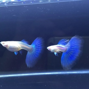 蓝白孔雀鱼