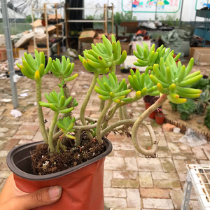 800人付款淘宝日本八千代原始八千代多肉植物大老桩超大糖果色肉肉