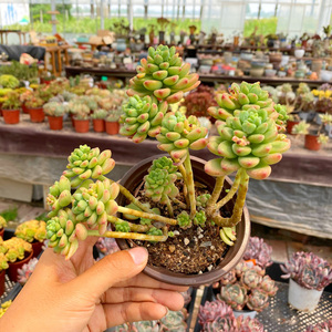 花巷多肉园艺大棚 香格里拉多肉老桩大群生有香味一物一拍