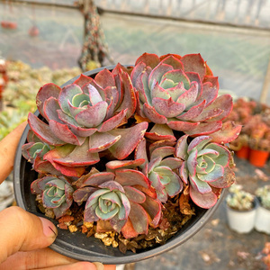 80逆耳旋律丶寂淘宝阿美星多肉老桩包邮一物一拍群生多头组合盆栽大