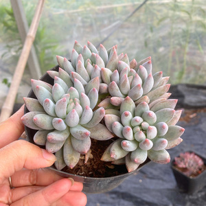 所罗门多肉老桩