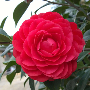 佰花轩 红玉茶花树苗小苗当年开花室内盆栽大型 大红室外庭院绿植