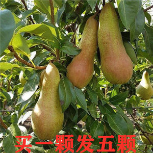 稀有新品种梨树苗嫁接阿巴特葫芦形香梨抗热耐寒南北方种植大果