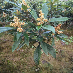 无核砂糖枇杷苗特大枇杷树苗白沙枇杷果苗树嫁接南方北方四季种植