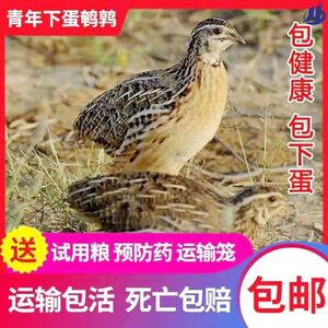 【下蛋鸟繁殖】下蛋鸟繁殖品牌,价格 - 阿里巴巴