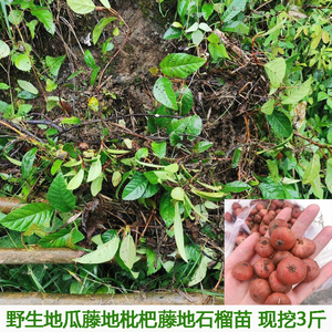 野地瓜苗地枇杷苗地瓜藤苗地石榴苗地板藤苗野生水果绿化植物盆栽