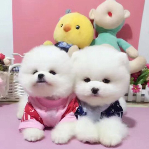 吉玩具狗狗城堡娃娃积木图片图片