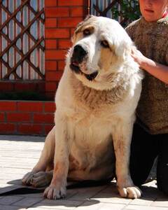 中亚牧羊犬幼犬纯种赛级俄罗斯血统猎狼犬大骨架家养看家护卫犬狗