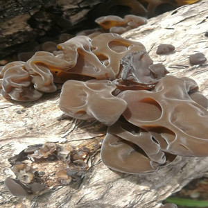 长白山黑木耳 野生椴木 柞木 巴拉子 杆子纯正特级小碗耳500g包邮