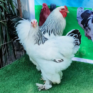 观赏鸡出售纯种婆罗门鸡小鸡活鸡崽巨型大体型梵天鸡苗宠物鸡种蛋
