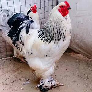 观赏鸡出售纯种婆罗门鸡小鸡活鸡崽巨型大体型梵天鸡苗宠物鸡种蛋