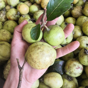 云南特产 多依渣子果云南临沧特产酸哆依侈依果野生水果2斤