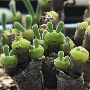 萌萌的碧光环小兔子 多肉植物 绿植盆栽 寻仙园花卉园艺