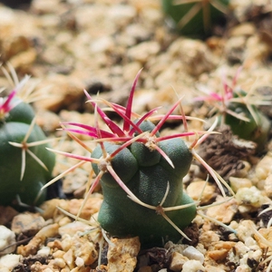 狂刺绯冠龙瘤玉属实生仙人球多肉植物防辐射趣味吸甲醛阳台不带土