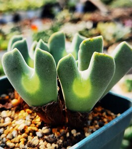 大眼睛空蝉肉锥番杏科多肉植物室内绿植盆栽寻仙园花卉园艺