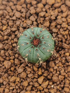 艳肌士童实生防辐射仙人球趣味多肉植物绿植盆栽花卉园艺